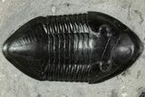 Inflated Isotelus Trilobite - Walcott-Rust Quarry, NY #232134-1